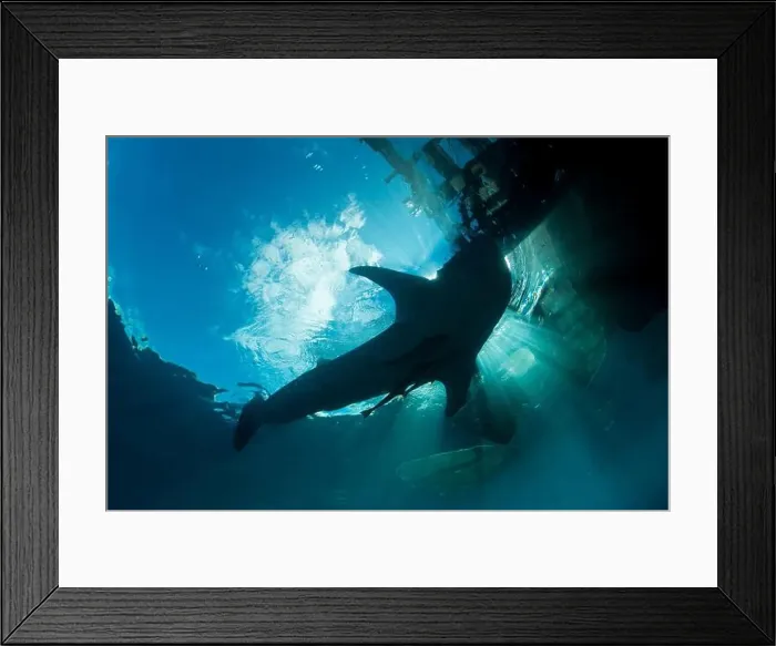 Framed Print : Silhouette of a whale shark (Rhincodon typus) against sunrays near the surface, Cenderawasih Bay, Indonesia Framed Print : Silhouette of a whale shark (Rhincodon typus) against sunrays near the surface, Cenderawasih Bay, Indonesia