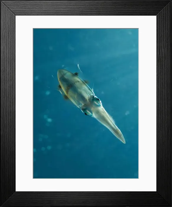 Framed Print : Reef squid illuminated by sunrays in blue water, Lembeh Strait, Indonesia Framed Print : Reef squid illuminated by sunrays in blue water, Lembeh Strait, Indonesia