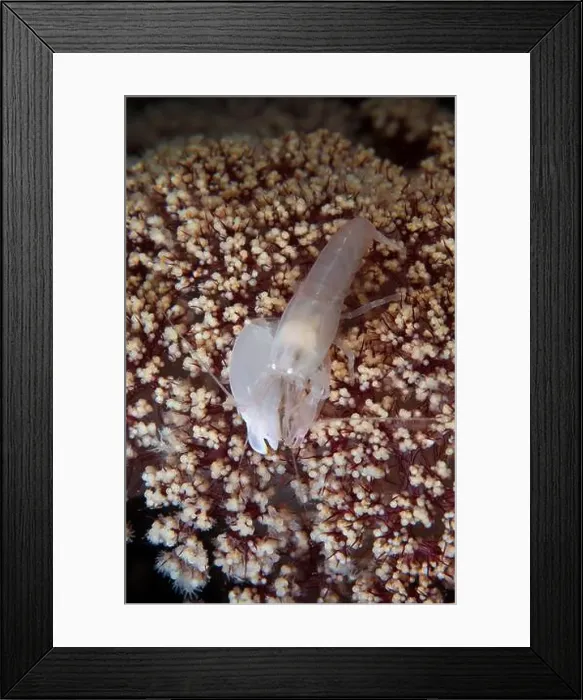 Framed Print : White snapping shrimp on flowery soft coral, Lembeh Strait, North Sulawesi, Indonesia Framed Print : White snapping shrimp on flowery soft coral, Lembeh Strait, North Sulawesi, Indonesia