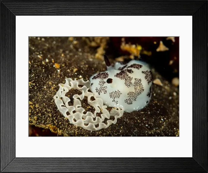 Framed Print : A dotted nudibranch (Jorunna funebris) with white egg spiral, Lembeh Strait, Indonesia Framed Print : A dotted nudibranch (Jorunna funebris) with white egg spiral, Lembeh Strait, Indonesia