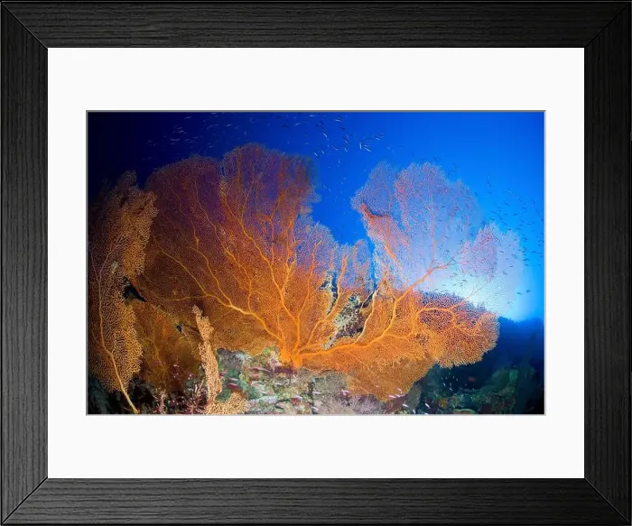 Framed Print : Enormous orange gorgonian sea fan with school of fish, Christmas Island, Australia Framed Print : Enormous orange gorgonian sea fan with school of fish, Christmas Island, Australia