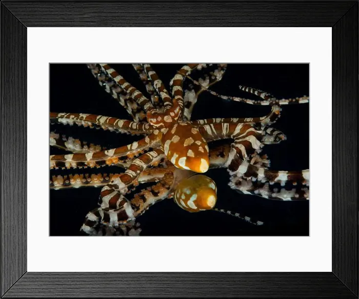 Framed Print : Wonderpus reflected in mirror on black background, Lembeh Strait, Indonesia Framed Print : Wonderpus reflected in mirror on black background, Lembeh Strait, Indonesia