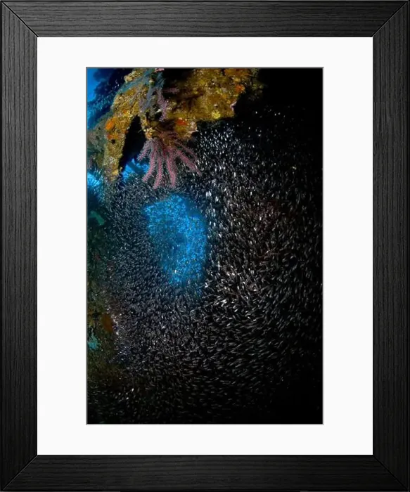 Framed Print : School of sweeper fish coming through a hole in the hull of the Liberty Wreck, Bali, Indonesia Framed Print : School of sweeper fish coming through a hole in the hull of the Liberty Wreck, Bali, Indonesia