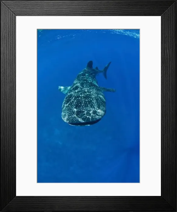 Framed Print : Enormous whale shark (Rhincodon typus) in clear blue water, Christmas Island, Australia