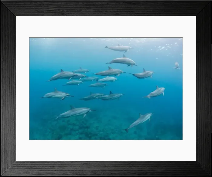 Framed Print : Pod of spinner dolphins (Stenella longirostris) swimming along the reef, Mauritius Framed Print : Pod of spinner dolphins (Stenella longirostris) swimming along the reef, Mauritius