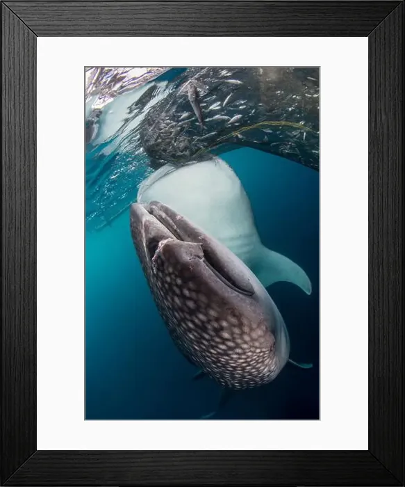 Framed Print : Pair of whale sharks (Rhincodon typus) feeding off fishing nets at surface, Cenderawasih Bay, Indonesia Framed Print : Pair of whale sharks (Rhincodon typus) feeding off fishing nets at surface, Cenderawasih Bay, Indonesia