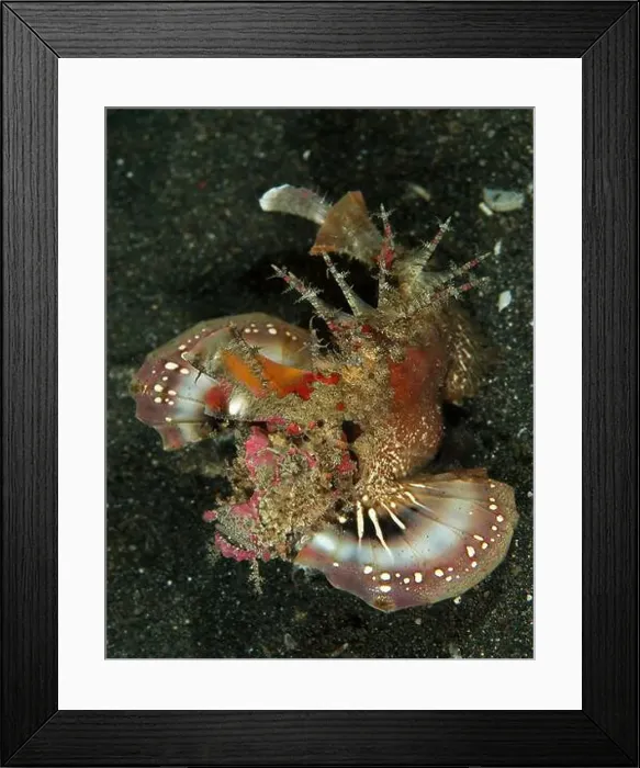 Framed Print : Devil scorpionfishfish (Scorpaenopsis diabolus) with fins and dorsal rays extended, Lembeh Strait Framed Print : Devil scorpionfishfish (Scorpaenopsis diabolus) with fins and dorsal rays extended, Lembeh Strait