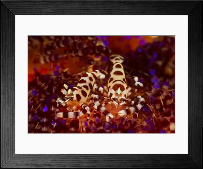 Framed Print : Pair of Coleman shrimps (Periclimenes colemani) on a fire urchin, Anilao, Philippines Framed Print : Pair of Coleman shrimps (Periclimenes colemani) on a fire urchin, Anilao, Philippines