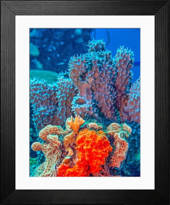 Framed Print : Caribbean coral reef, off the coast of the island of Bonaire Framed Print : Caribbean coral reef, off the coast of the island of Bonaire
