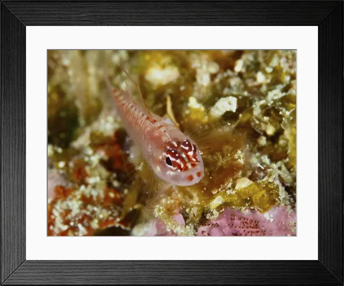 Framed Print : Portrait of a small red fish with fine details and expressive eyes Framed Print : Portrait of a small red fish with fine details and expressive eyes