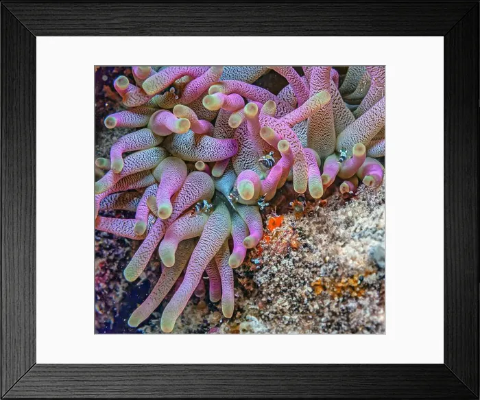 Framed Print : Sea anemones are a group of marine, predatory animals of the order Actiniaria Framed Print : Sea anemones are a group of marine, predatory animals of the order Actiniaria