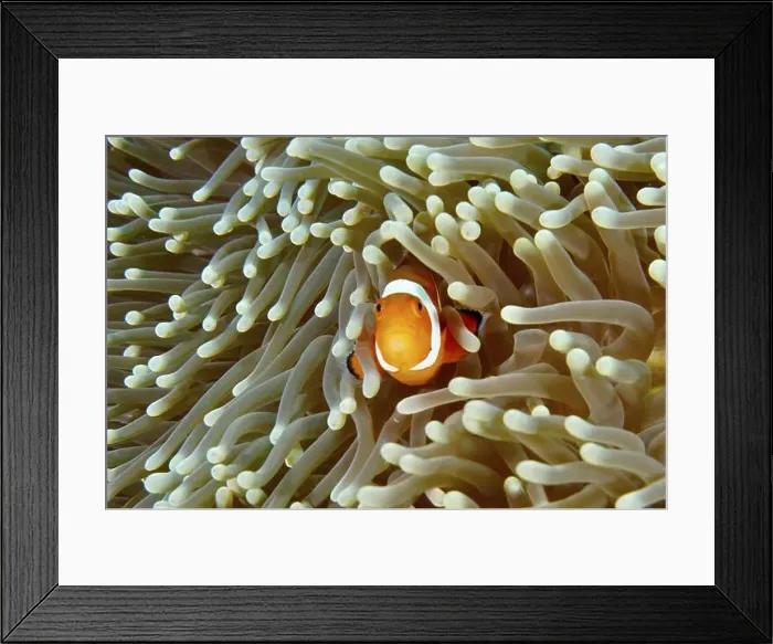 Framed Print : A curious Ocellaris Clownfish (Amphiprion ocellaris)