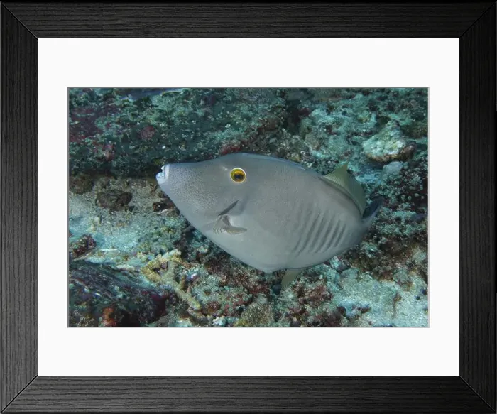Framed Print : A grey fish with expressive facial expressions