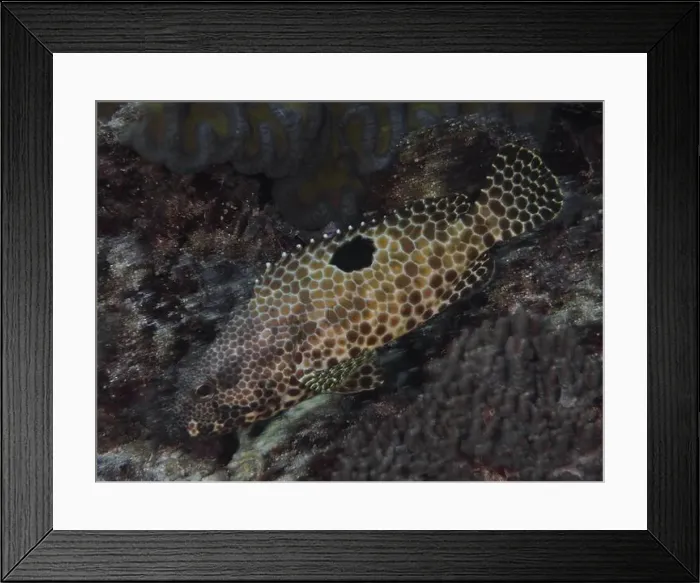 Framed Print : A fish with a unique pattern, honeycomb grouper (Epinephelus merra) Framed Print : A fish with a unique pattern, honeycomb grouper (Epinephelus merra)