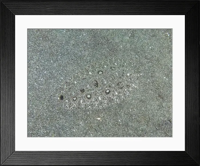 Framed Print : A flounder, Angler-Butt (Asterorhombus fijiensis) Framed Print : A flounder, Angler-Butt (Asterorhombus fijiensis)