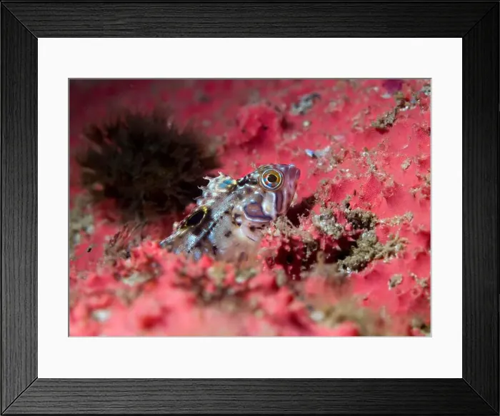 Framed Print : A young Speckled Klipfish (Clinus venustris) up close surrounded with bright sea sponge Framed Print : A young Speckled Klipfish (Clinus venustris) up close surrounded with bright sea sponge