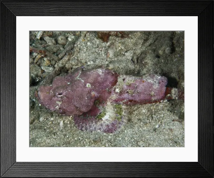 Framed Print : A humpback scorpionfish (Scorpaenopsis diabolus) lying on the seabed