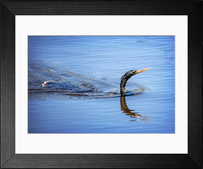 Framed Print : A female Anhinga (Anhinga anhinga) near Marco Island, Florida Framed Print : A female Anhinga (Anhinga anhinga) near Marco Island, Florida