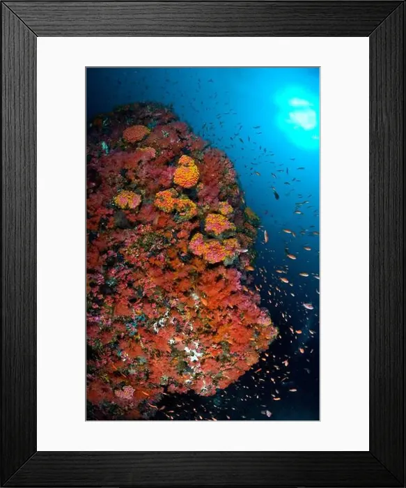 Framed Print : School of anthias fish swimming amidst a colorful reef scene of soft corals in the Philippines Framed Print : School of anthias fish swimming amidst a colorful reef scene of soft corals in the Philippines