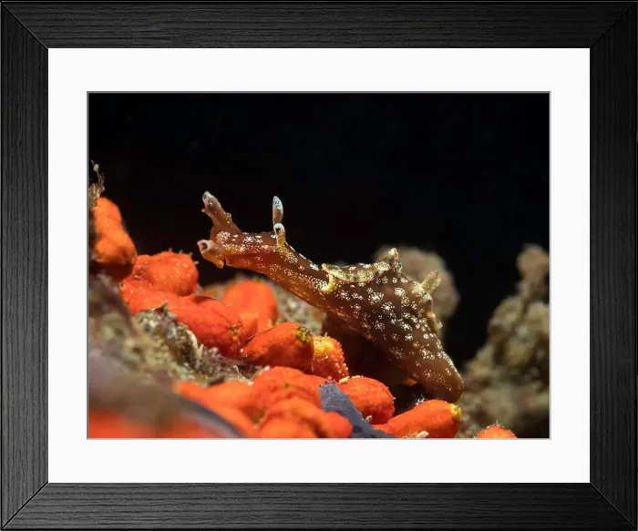 Framed Print : Dwarf sea hare (Aplysia parvula) sea slug with a brown body and speckles underwater moving over the reef