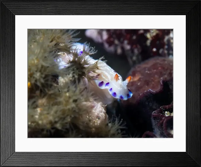 Framed Print : Cape dorid (Hypselodoris capensis) nudibranch underwater Framed Print : Cape dorid (Hypselodoris capensis) nudibranch underwater