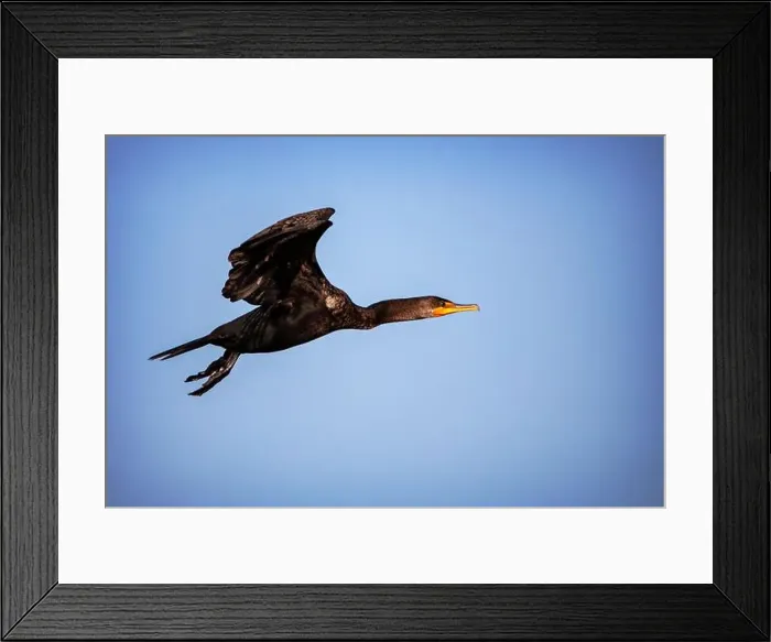 Framed Print : A Double-crested Cormorant (Nannopterum auritum) at Marco Island, Florida Framed Print : A Double-crested Cormorant (Nannopterum auritum) at Marco Island, Florida