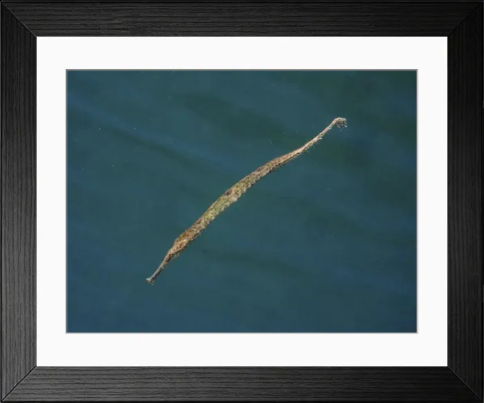 Framed Print : Triangular pipefish (Alligator pipefish) pictured in green water, dive site Secret Bay, Gilimanuk, Bali, Indonesia, Asia Framed Print : Triangular pipefish (Alligator pipefish) pictured in green water, dive site Secret Bay, Gilimanuk, Bali, Indonesia, Asia