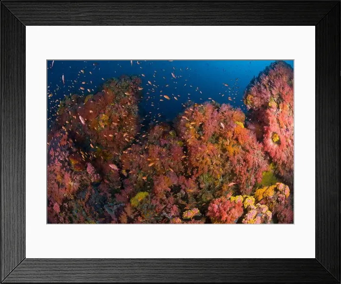 Framed Print : School of anthias fish swimming amidst a colorful reef scene of soft corals in the Philippines Framed Print : School of anthias fish swimming amidst a colorful reef scene of soft corals in the Philippines