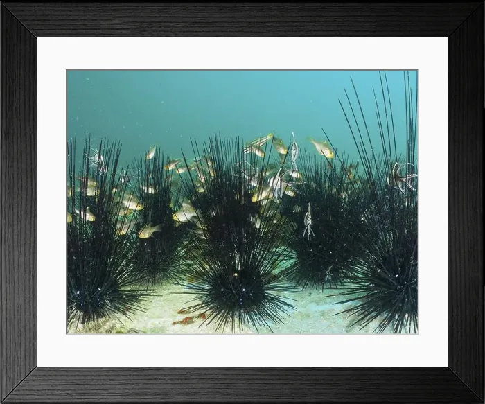 Framed Print : A group of bannerfin cardinalfish (Ostorhinchus hoevenii) Framed Print : A group of bannerfin cardinalfish (Ostorhinchus hoevenii)