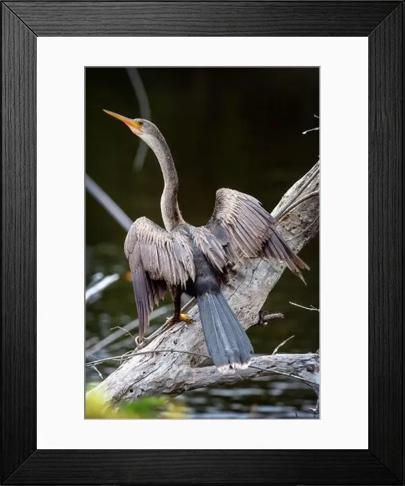Framed Print : A female Anhinga (Anhinga anhinga) near Marco Island, Florida Framed Print : A female Anhinga (Anhinga anhinga) near Marco Island, Florida