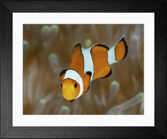 Framed Print : A single Ocellaris Clownfish (Amphiprion ocellaris) Framed Print : A single Ocellaris Clownfish (Amphiprion ocellaris)