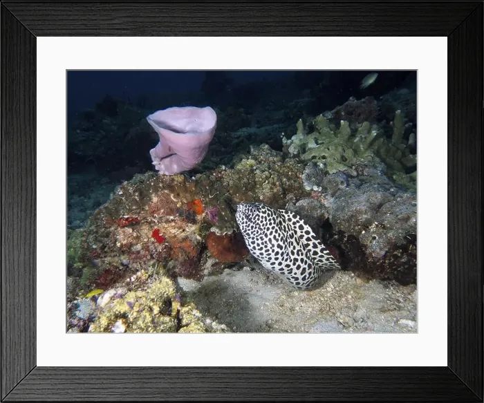 Framed Print : A diverse underwater landscape with corals Framed Print : A diverse underwater landscape with corals