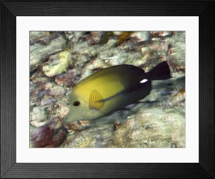 Framed Print : A brown sailfin doctor (Zebrasoma scopas) swimming close to the seabed in clear water Framed Print : A brown sailfin doctor (Zebrasoma scopas) swimming close to the seabed in clear water