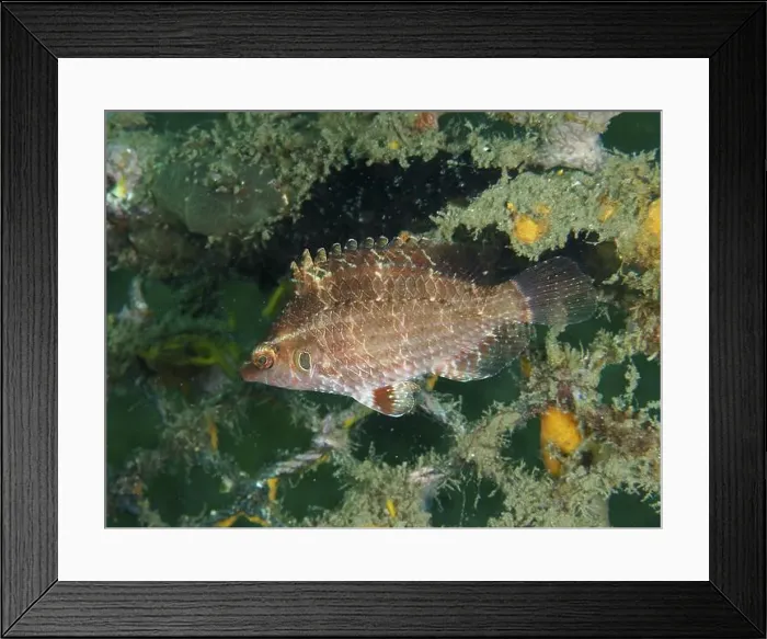 Framed Print : A fish with detailed scales, Lembeh dwarf wrasse (Pteragogus cryptus) Framed Print : A fish with detailed scales, Lembeh dwarf wrasse (Pteragogus cryptus)