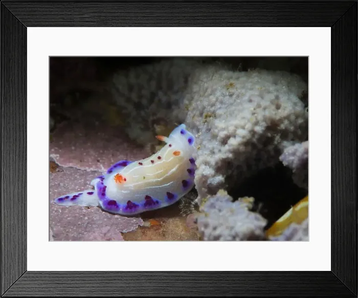 Framed Print : Cape dorid (Hypselodoris capensis) nudibranch underwater Framed Print : Cape dorid (Hypselodoris capensis) nudibranch underwater