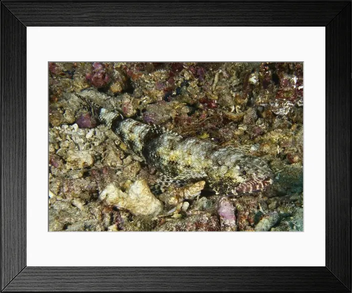 Framed Print : A well camouflaged fish, gracile lizardfish (Saurida gracilis) Framed Print : A well camouflaged fish, gracile lizardfish (Saurida gracilis)