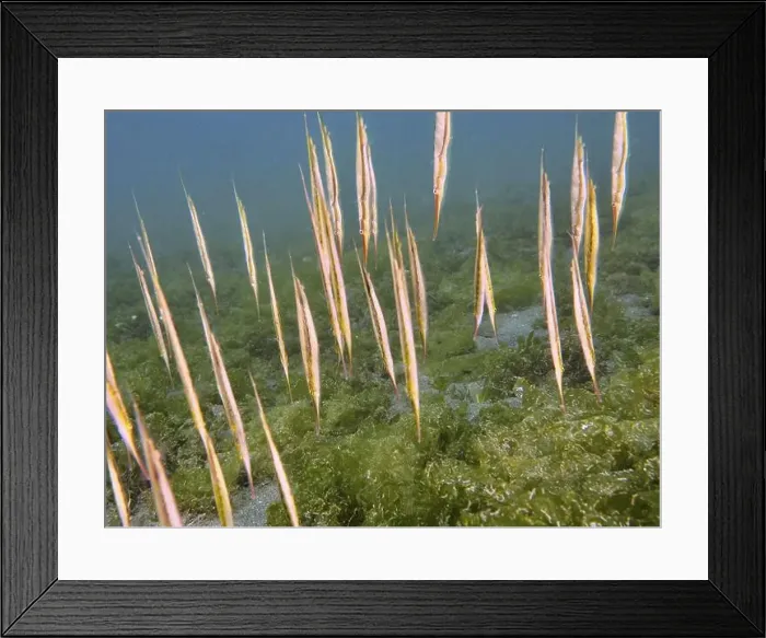 Framed Print : Slender fish, jointed razorfish Framed Print : Slender fish, jointed razorfish