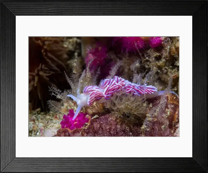 Framed Print : Coral nudibranch (Phyllodesmium horridum) side view of this vibrant purple sea slug on the reef Framed Print : Coral nudibranch (Phyllodesmium horridum) side view of this vibrant purple sea slug on the reef