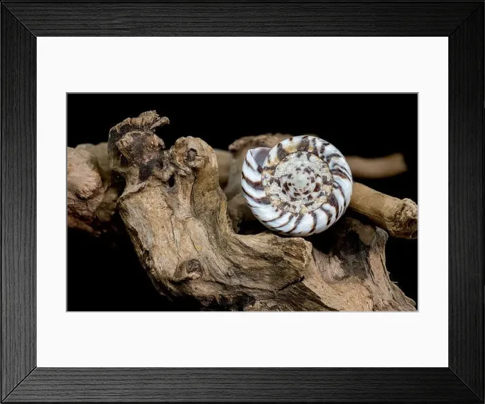 Framed Print : A close-up of a Conus mustelinus shell with unique spotted patterns resting on rugged driftwood Framed Print : A close-up of a Conus mustelinus shell with unique spotted patterns resting on rugged driftwood