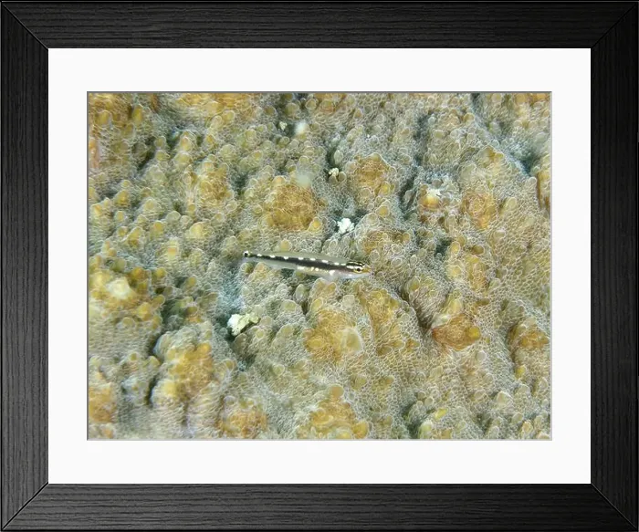 Framed Print : A small fish, yellow spotted dwarf goby (Eviota sebreei) on a stony coral Framed Print : A small fish, yellow spotted dwarf goby (Eviota sebreei) on a stony coral