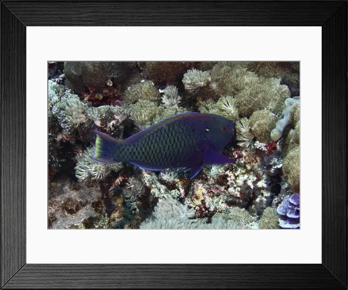 Framed Print : Dark parrotfish (Scarus niger) swimming through a rich coral reef Framed Print : Dark parrotfish (Scarus niger) swimming through a rich coral reef