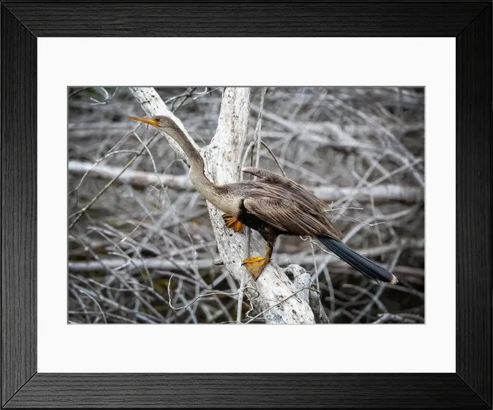 Framed Print : A female Anhinga (Anhinga anhinga) near Marco Island, Florida Framed Print : A female Anhinga (Anhinga anhinga) near Marco Island, Florida