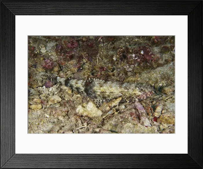 Framed Print : A camouflaged fish, gracile lizardfish (Saurida gracilis) Framed Print : A camouflaged fish, gracile lizardfish (Saurida gracilis)