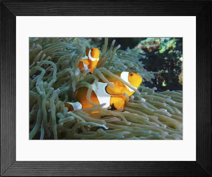 Framed Print : Ocellaris Clownfish (Amphiprion ocellaris) between the tentacles of a sea anemone in clear water Framed Print : Ocellaris Clownfish (Amphiprion ocellaris) between the tentacles of a sea anemone in clear water
