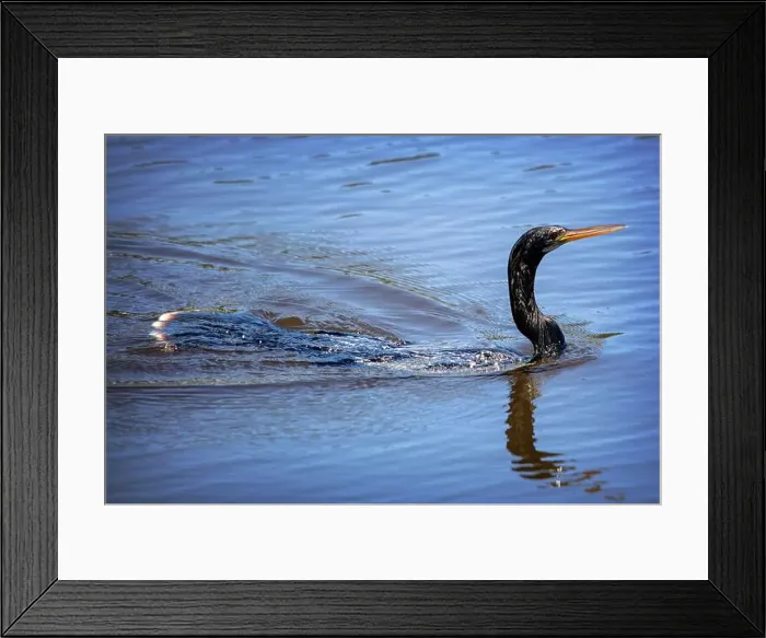 Framed Print : A female Anhinga (Anhinga anhinga) near Marco Island, Florida Framed Print : A female Anhinga (Anhinga anhinga) near Marco Island, Florida