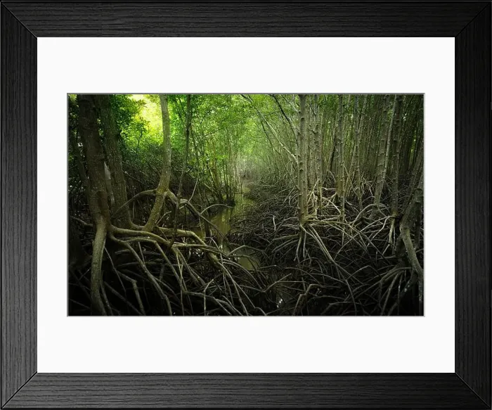 Framed Print : Mangrove root network in swamp forest Framed Print : Mangrove root network in swamp forest