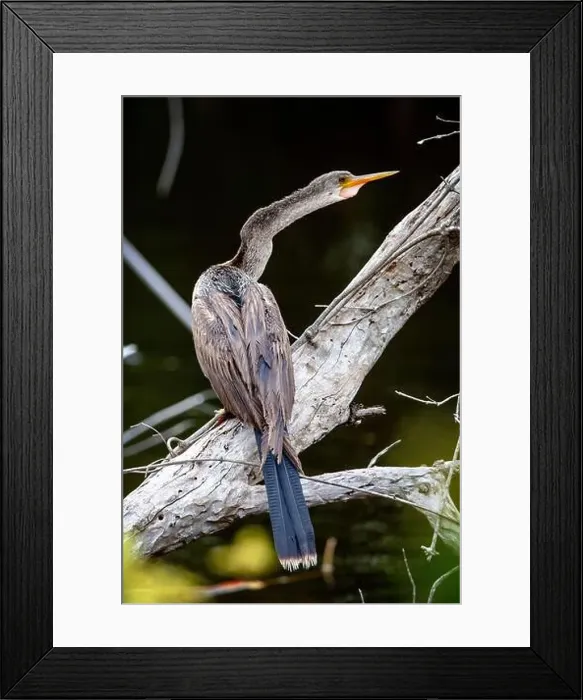 Framed Print : A female Anhinga (Anhinga anhinga) near Marco Island, Florida Framed Print : A female Anhinga (Anhinga anhinga) near Marco Island, Florida