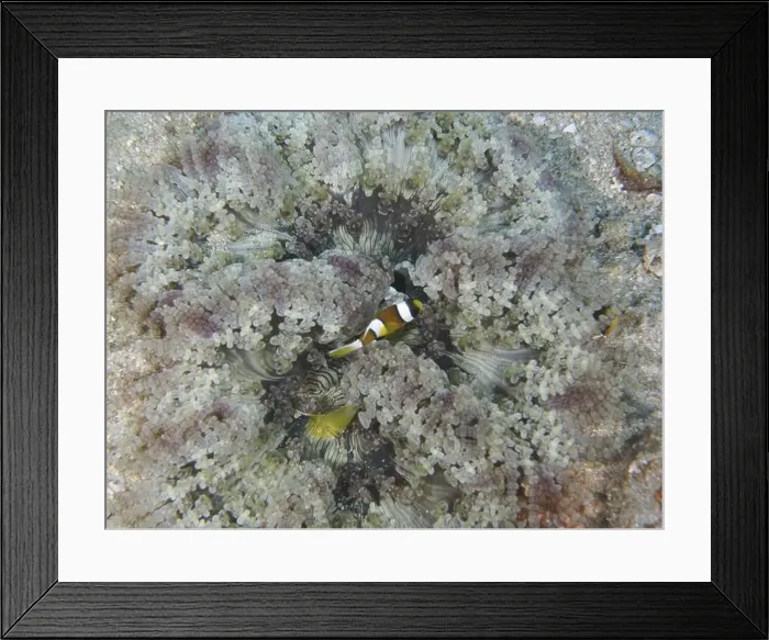 Framed Print : A juvenile Clark's anemonefish (Amphiprion clarkii) hiding in a large glass bead anemone (Heteractis aurora) Framed Print : A juvenile Clark's anemonefish (Amphiprion clarkii) hiding in a large glass bead anemone (Heteractis aurora)