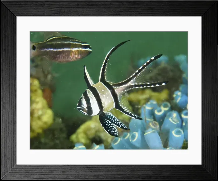 Framed Print : A striped Banggai cardinalfish (Pterapogon kauderni) swimming near blue sea squirts