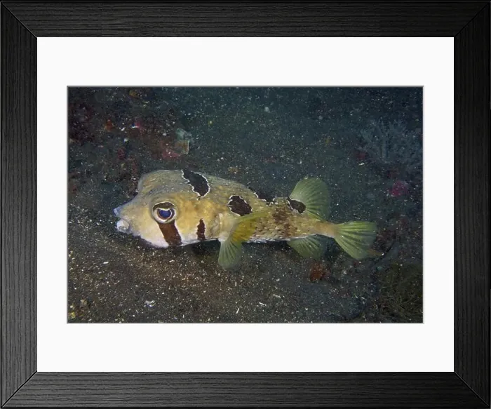 Framed Print : Lateral view of a masked porcupinefish (Diodon liturosus) above the seabed Framed Print : Lateral view of a masked porcupinefish (Diodon liturosus) above the seabed